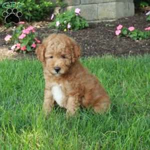Karl, Mini Goldendoodle Puppy