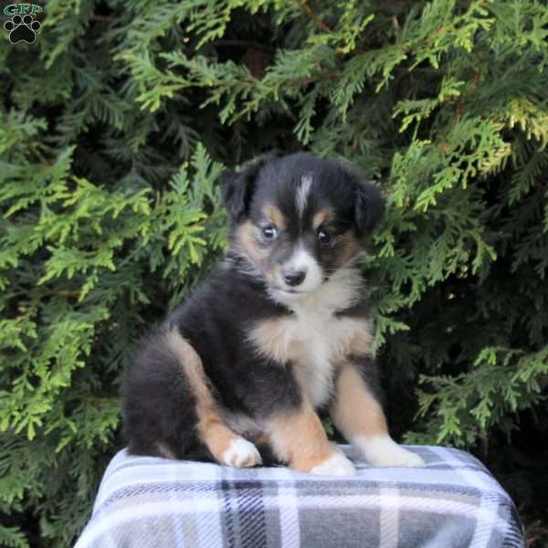 Karla, Miniature Australian Shepherd Puppy