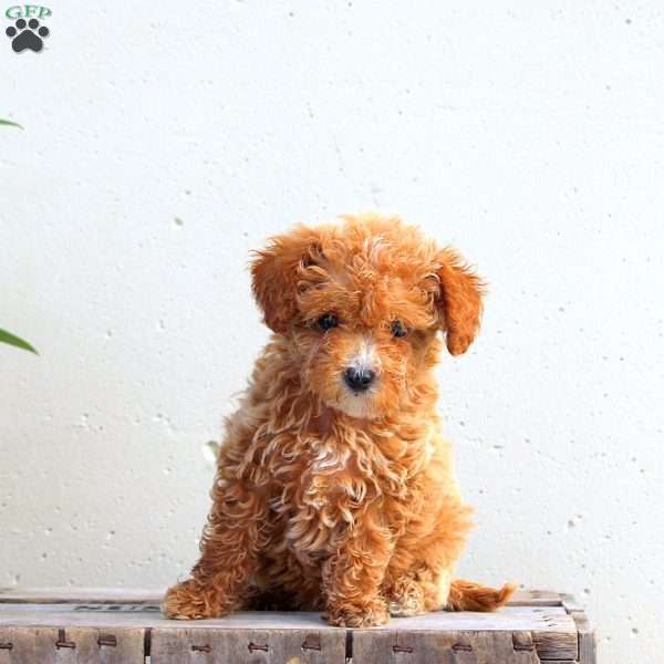 Karla, Toy Poodle Puppy