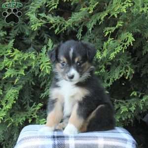 Karla, Miniature Australian Shepherd Puppy