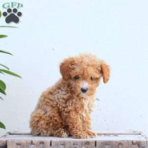 Karla, Toy Poodle Puppy