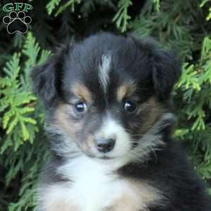 Karla, Miniature Australian Shepherd Puppy