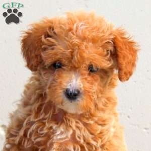 Karla, Toy Poodle Puppy