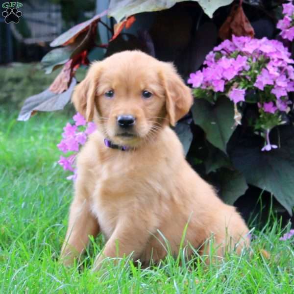 Karla, Golden Retriever Puppy
