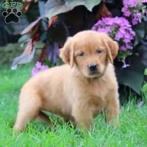 Karla, Golden Retriever Puppy