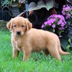 Karla, Golden Retriever Puppy