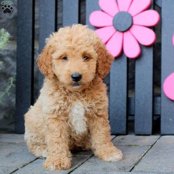 Karson, Mini Goldendoodle Puppy