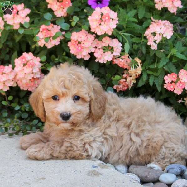Karson, Bich-Poo Puppy