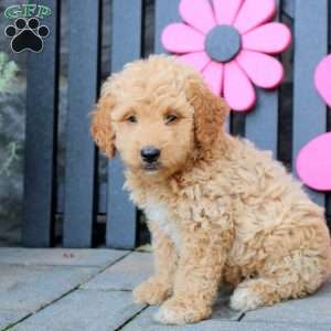 Karson, Mini Goldendoodle Puppy
