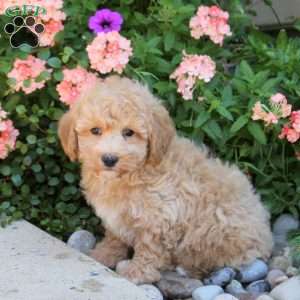 Karson, Bich-Poo Puppy