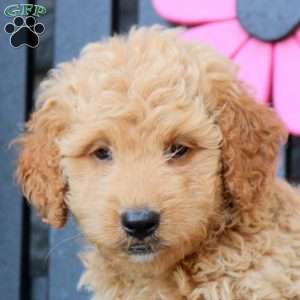 Karson, Mini Goldendoodle Puppy