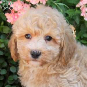 Karson, Bich-Poo Puppy