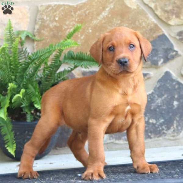 Karson, Fox Red Labrador Retriever Puppy
