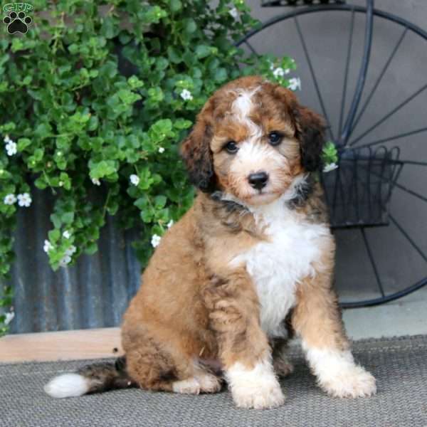 Karson – F1B, Mini Bernedoodle Puppy