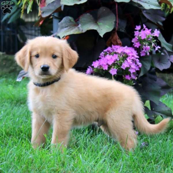 Karson, Golden Retriever Puppy