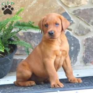 Karson, Fox Red Labrador Retriever Puppy