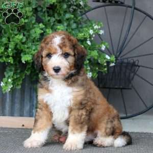Karson – F1B, Mini Bernedoodle Puppy