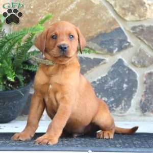 Karson, Fox Red Labrador Retriever Puppy