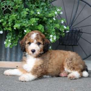 Karson – F1B, Mini Bernedoodle Puppy