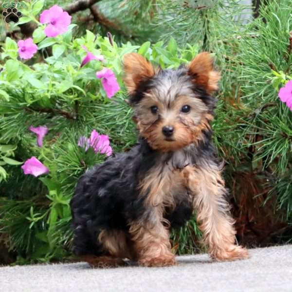 Karter, Yorkie Puppy