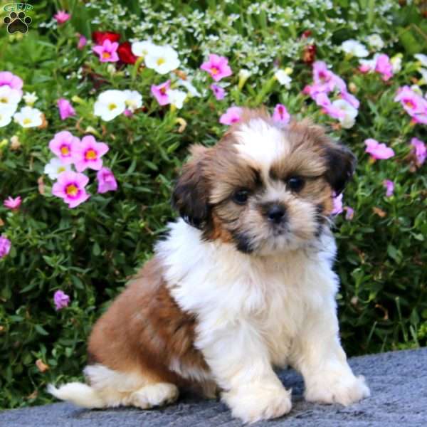 Karter, Shih Tzu Puppy
