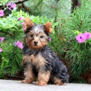 Karter, Yorkie Puppy