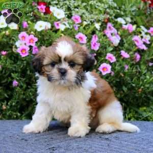 Karter, Shih Tzu Puppy
