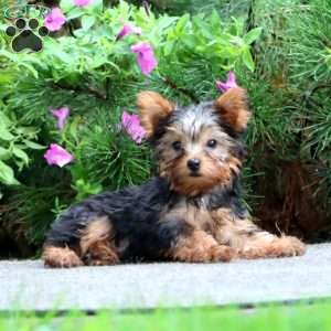 Karter, Yorkie Puppy