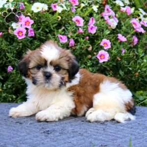 Karter, Shih Tzu Puppy
