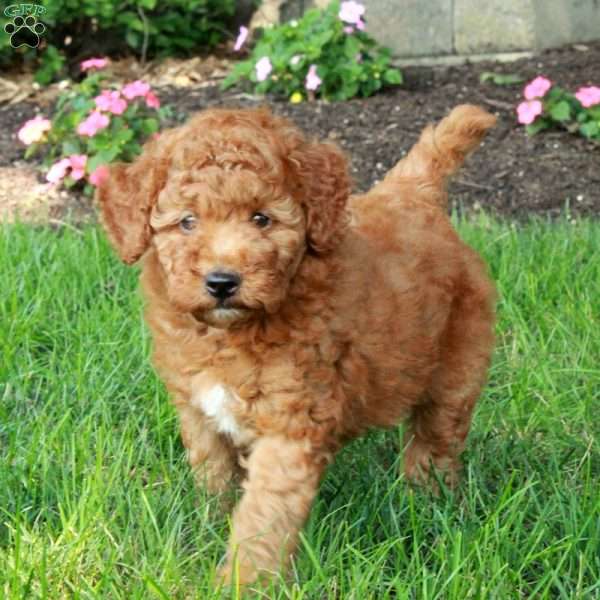 Kassie, Mini Goldendoodle Puppy