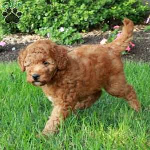 Kassie, Mini Goldendoodle Puppy