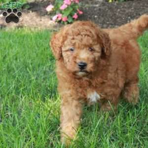 Kassie, Mini Goldendoodle Puppy