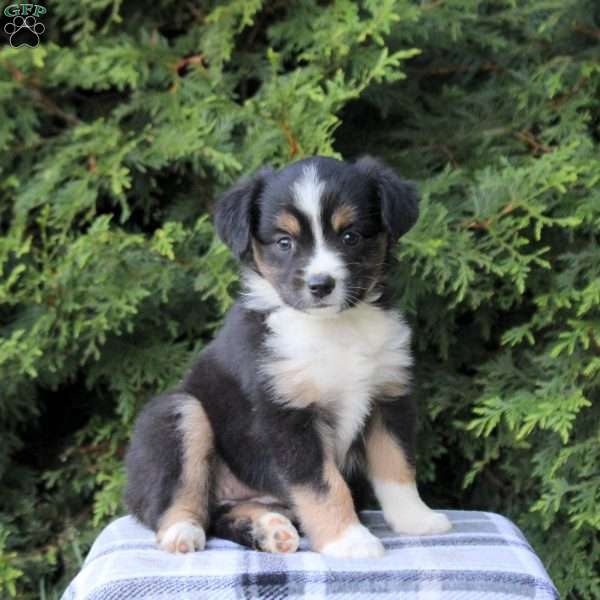 Katelyn, Miniature Australian Shepherd Puppy