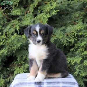Katelyn, Miniature Australian Shepherd Puppy