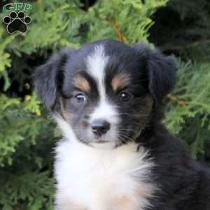 Katelyn, Miniature Australian Shepherd Puppy