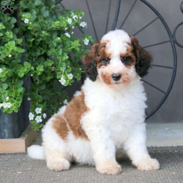 Kathy – F1B, Mini Bernedoodle Puppy