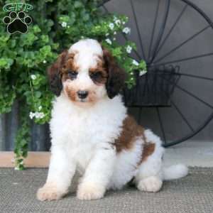 Kathy – F1B, Mini Bernedoodle Puppy