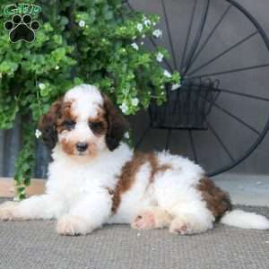 Kathy – F1B, Mini Bernedoodle Puppy