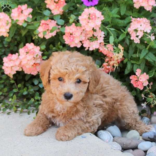 Kayden, Bich-Poo Puppy