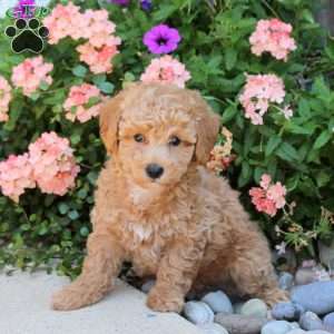 Kayden, Bich-Poo Puppy