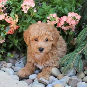 Kayden, Bich-Poo Puppy