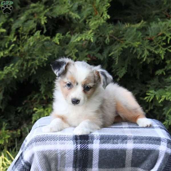 Kayla, Miniature Australian Shepherd Puppy