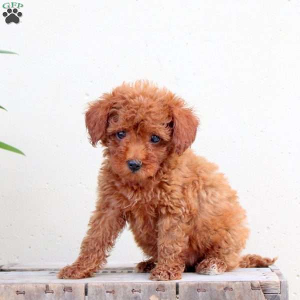 Kayla, Toy Poodle Puppy