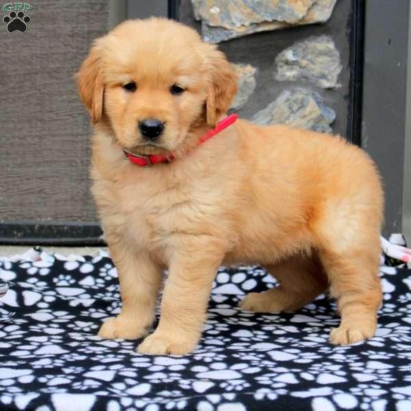 Kayla, Golden Retriever Puppy