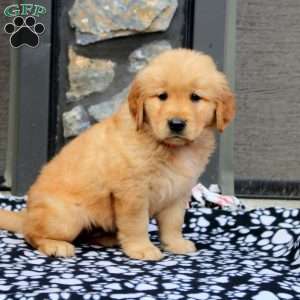 Kayla, Golden Retriever Puppy