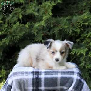 Kayla, Miniature Australian Shepherd Puppy