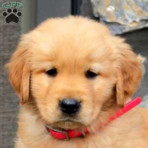 Kayla, Golden Retriever Puppy