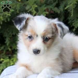 Kayla, Miniature Australian Shepherd Puppy