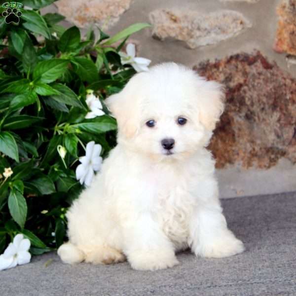 Kayla, Bichon Frise Puppy