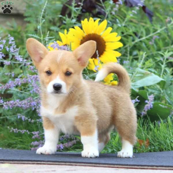 Kayla, Pembroke Welsh Corgi Puppy